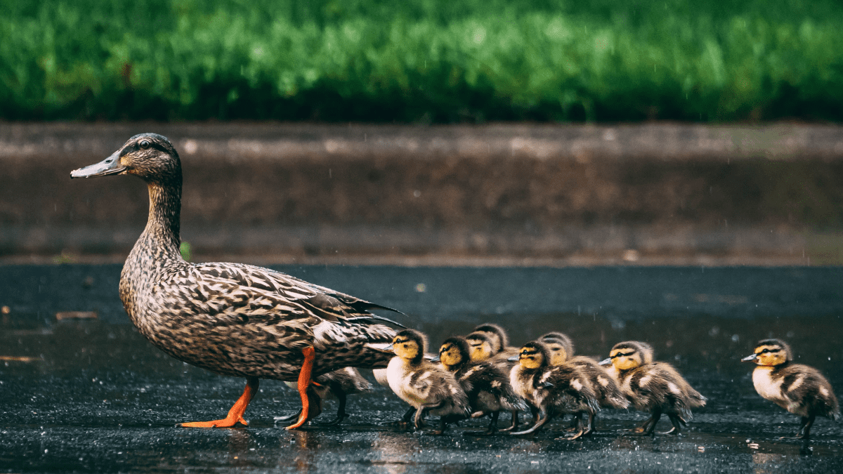 Keeping Pet Ducks: Ducklings, Imprinting, and Ethical Treatment - PetHelpful