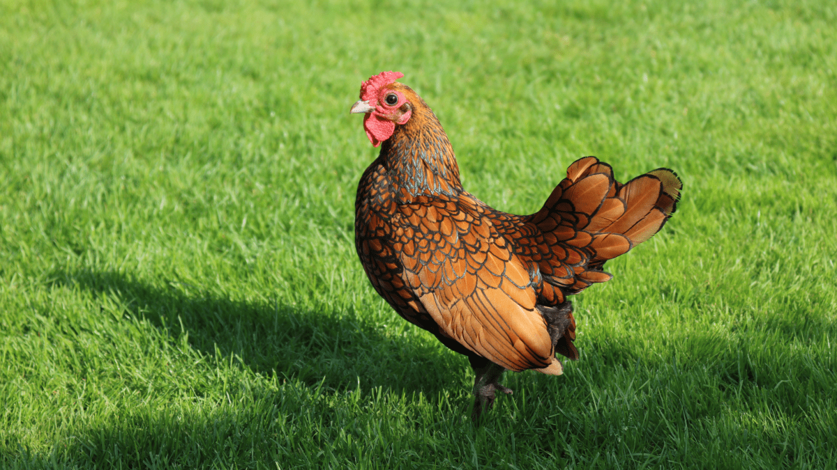 Top 10 Prettiest Chicken Breeds - PetHelpful