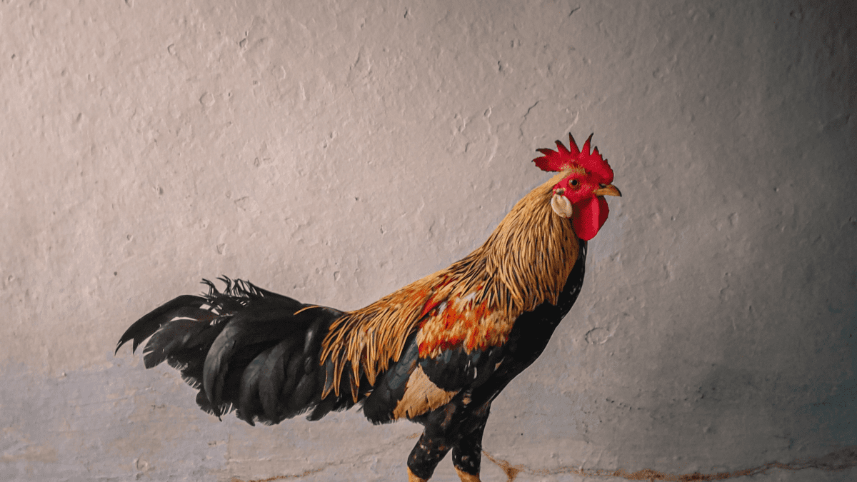 Can You Eat A Rooster? {Yes & You Should!} - The Peasant's Daughter