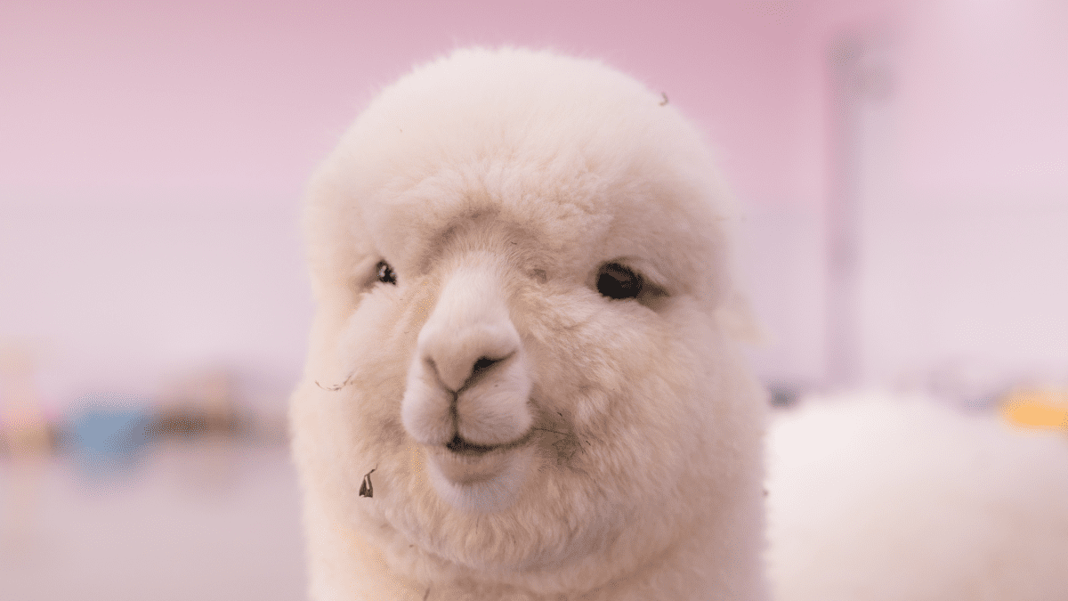 40 Adorable Alpaca Photos to Make You Smile