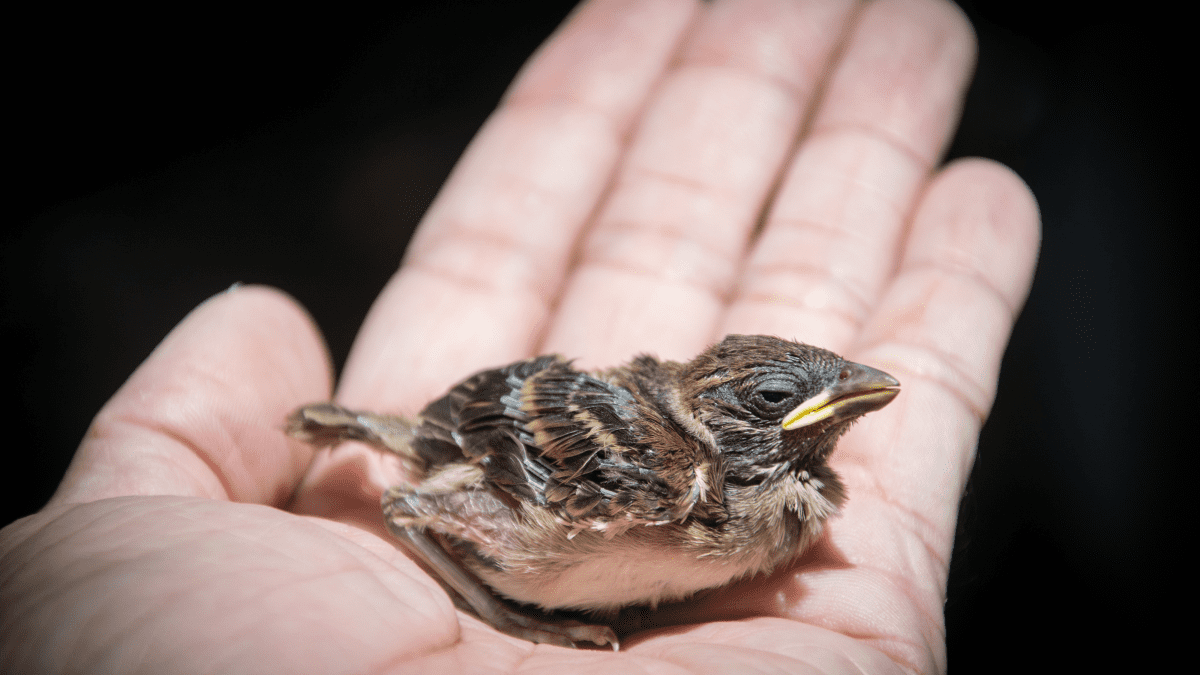 How to Care For a Baby Bird that Fell Out of the Nest - Homemade by Jade