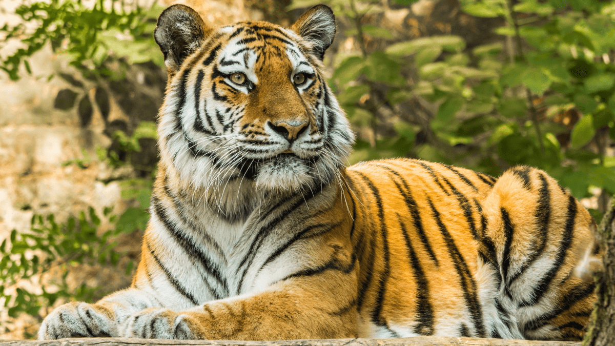 Tiger numbers are leaping in India but theres a problem  India Today