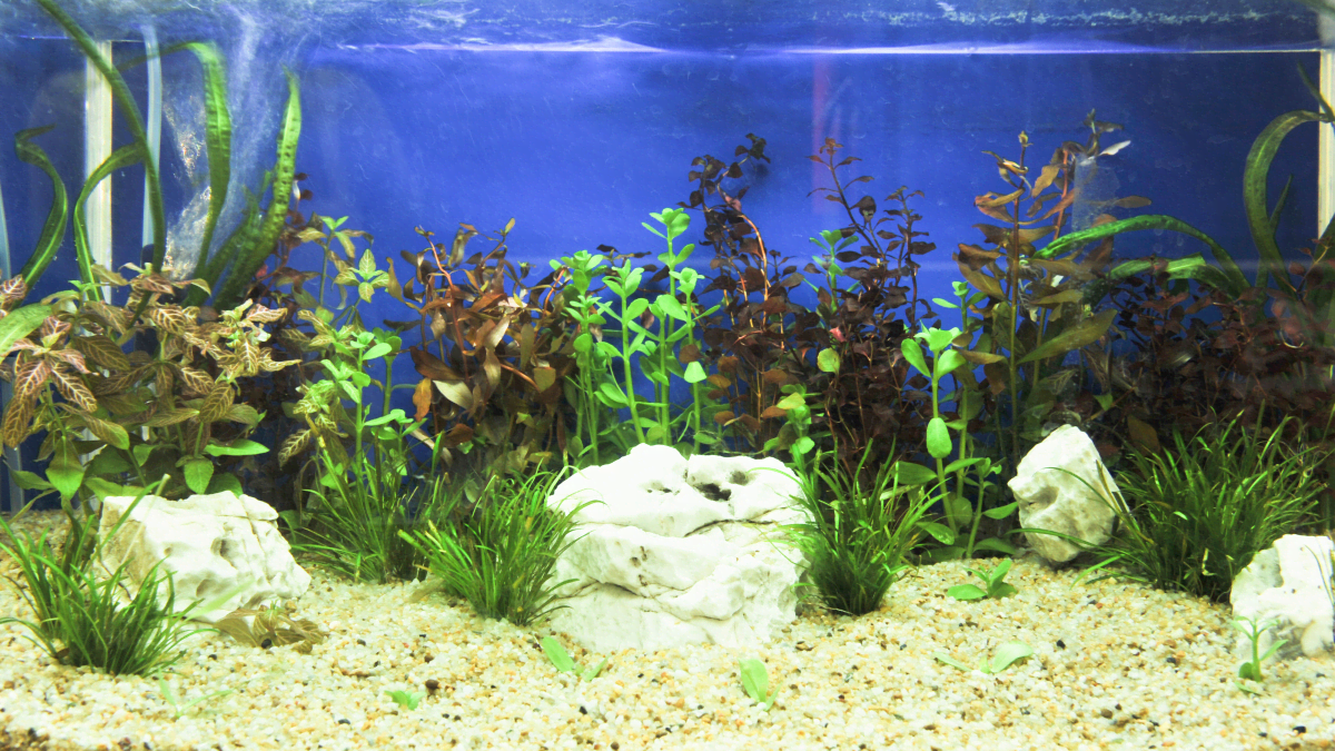 How to get crystal clear aquarium water - Help Guides