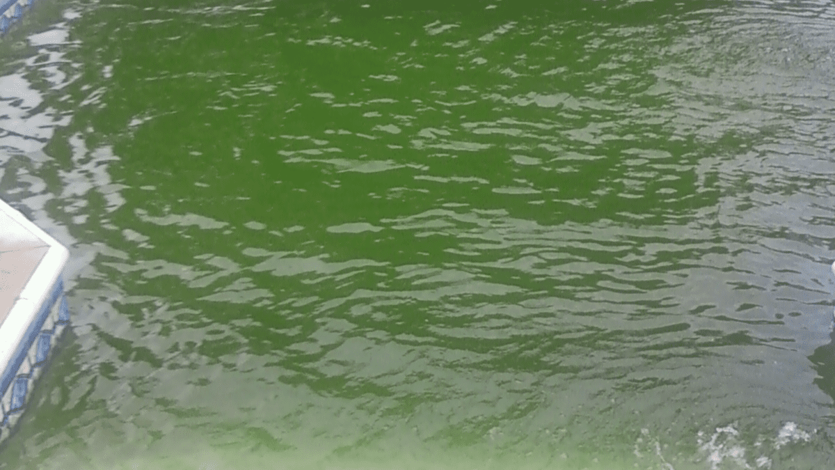 https://images.saymedia-content.com/.image/ar_16:9%2Cc_fill%2Ccs_srgb%2Cq_auto:eco%2Cw_1200/MTk3NTcxNzc2NDM0MTUzMTUy/worst-pool-algae.png