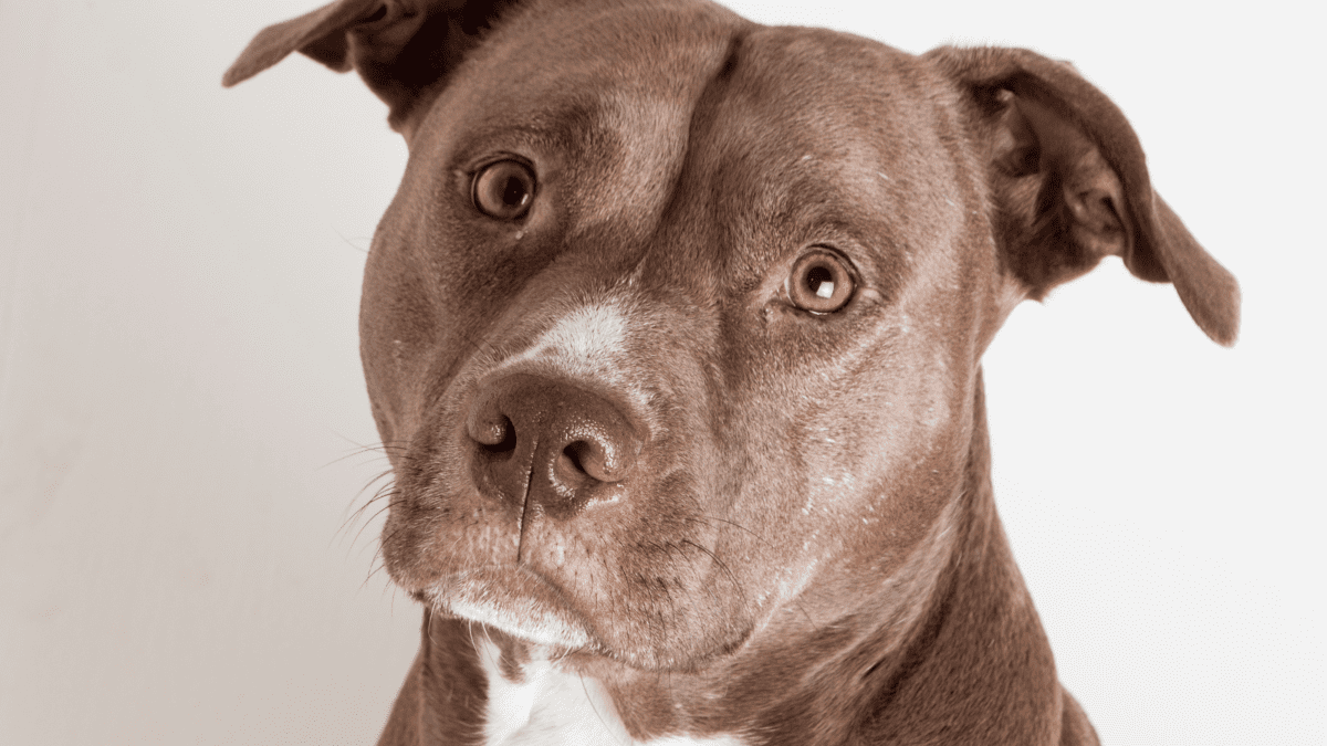 Health Problems to Watch Out for in Pit Bulls - PetHelpful