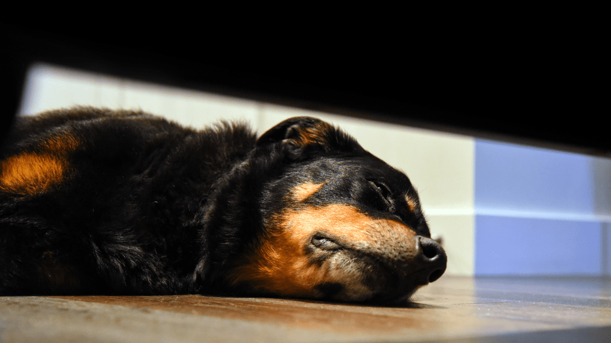 How to Tell if Your Dog Is in Pain: 12 Signs