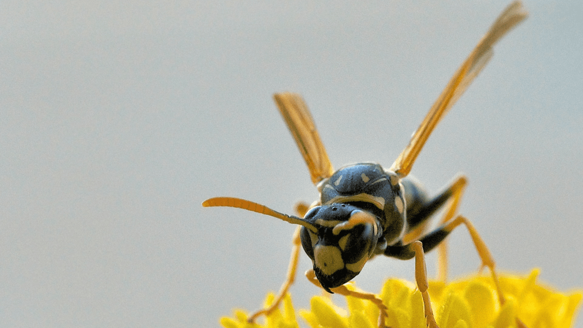 Bee, Wasp, or Yellow Jacket? - Dengarden