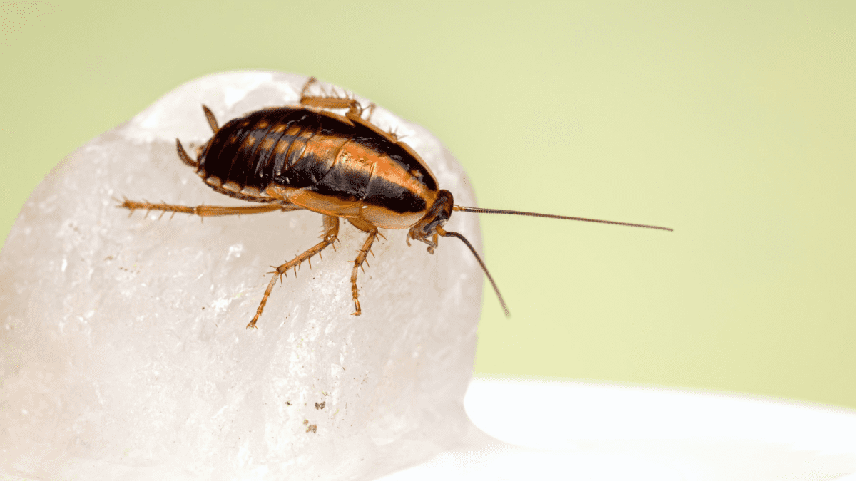 Diatomaceous Earth: The Natural Cockroach Killer
