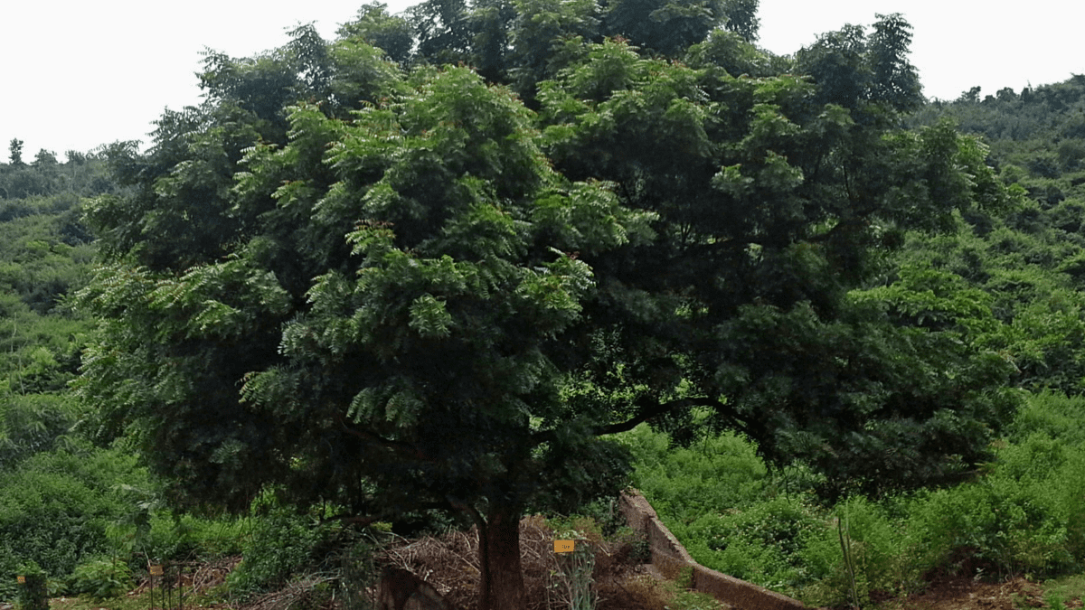pictures of neem tree