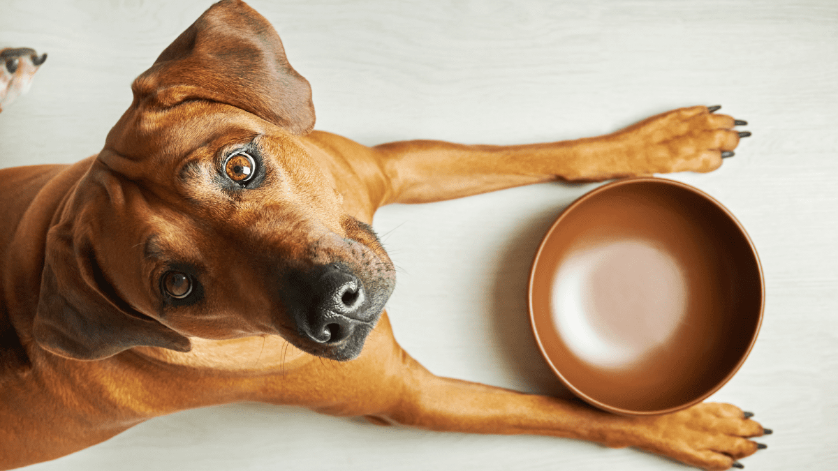 9 Charlotte Spots to Take Your Dog for Ice Cream