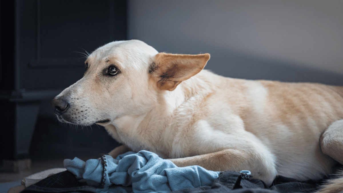 aural hematoma dog