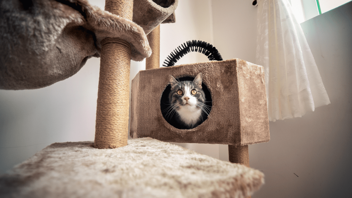21 Cat Enrichment Ideas and Activities for Anxious Cats