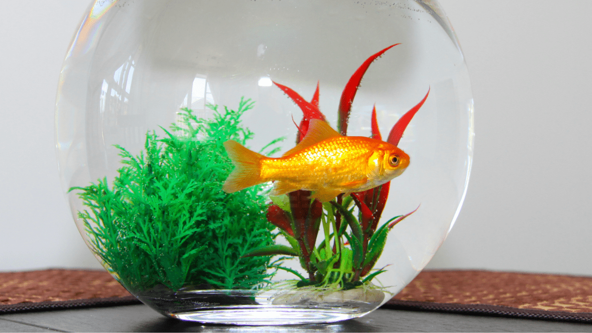 Caring for Your Goldfish in a Fish Bowl Without an Air Pump - PetHelpful