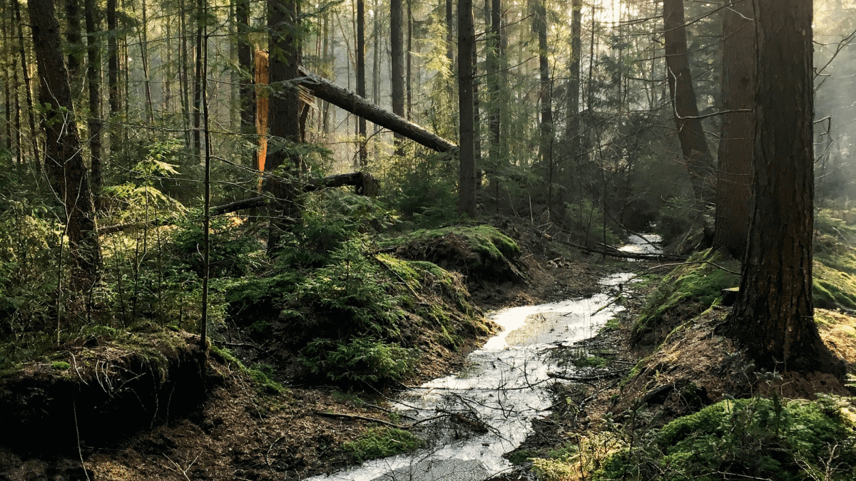 How to Play a Game of Outdoor "Hunger Games" - WeHaveKids