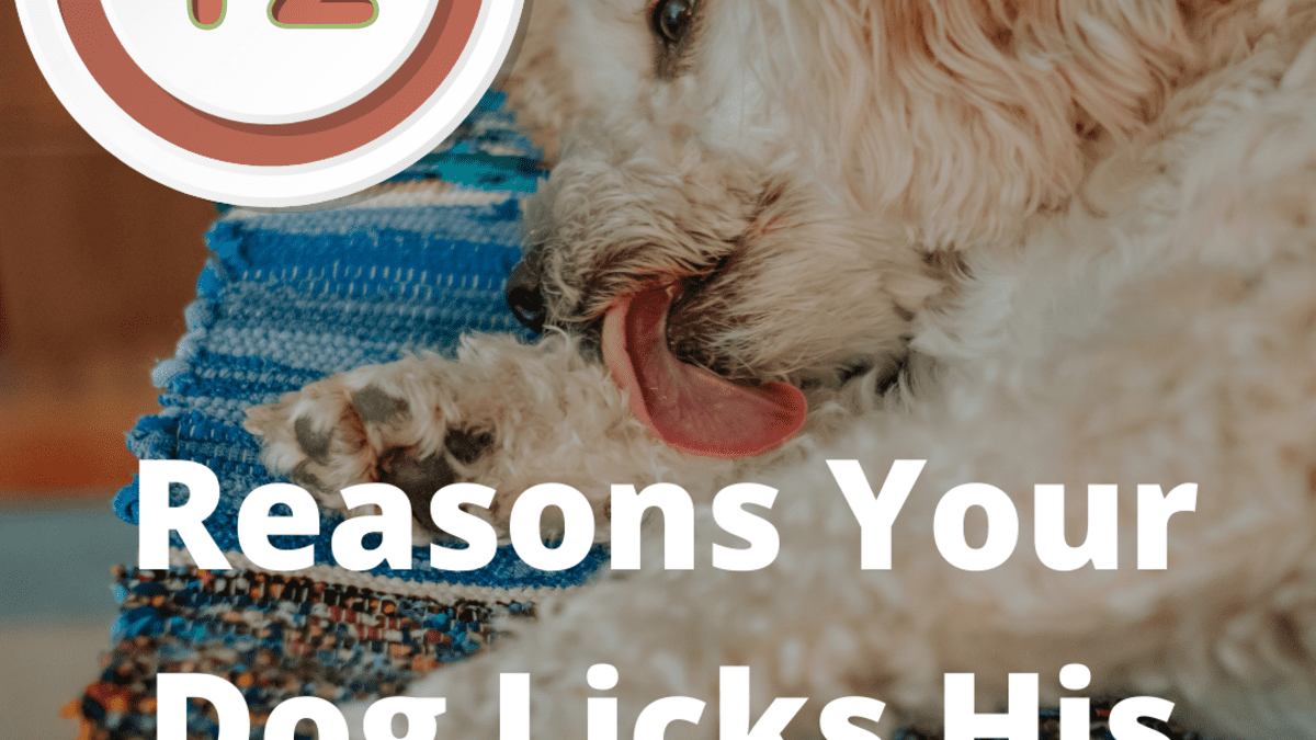 why do dogs lick their feet excessively