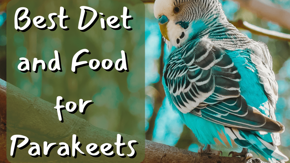 proper parakeet diet