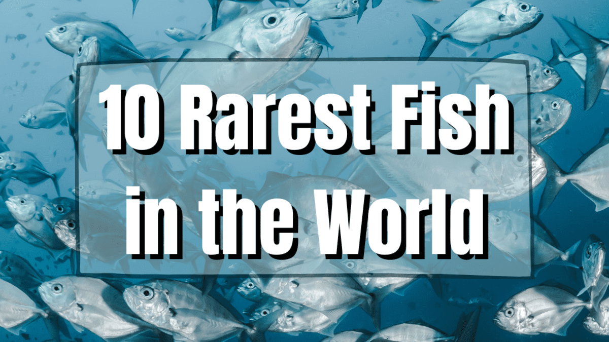 the rarest fish in the world