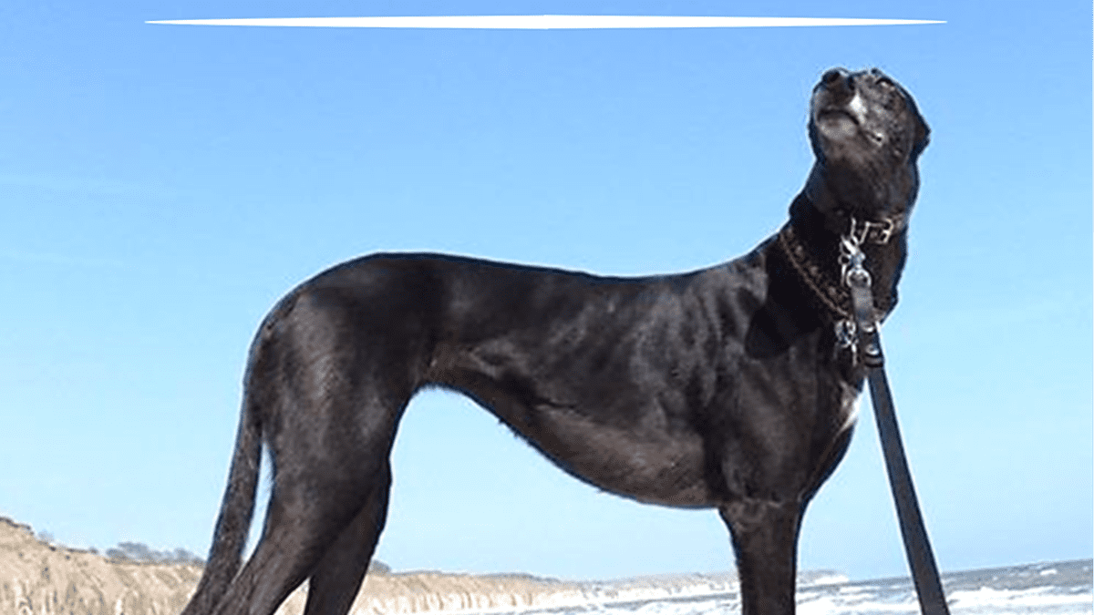 doberman cross greyhound