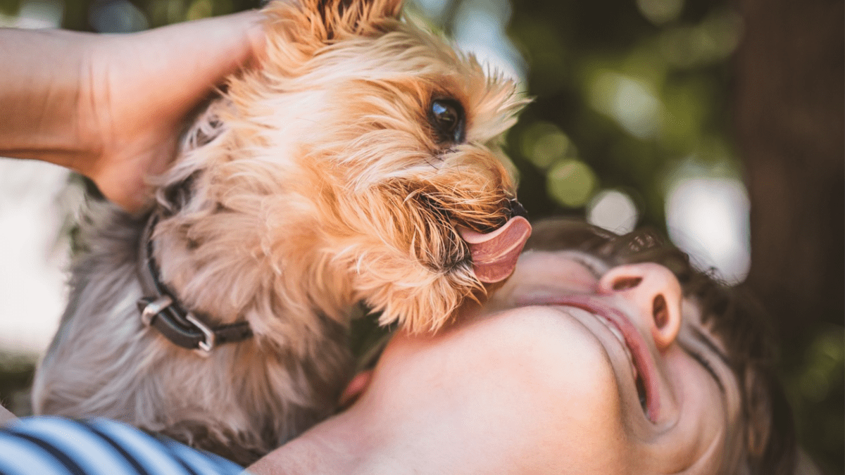 How Can I Stop My Dog From Licking People? - PetHelpful