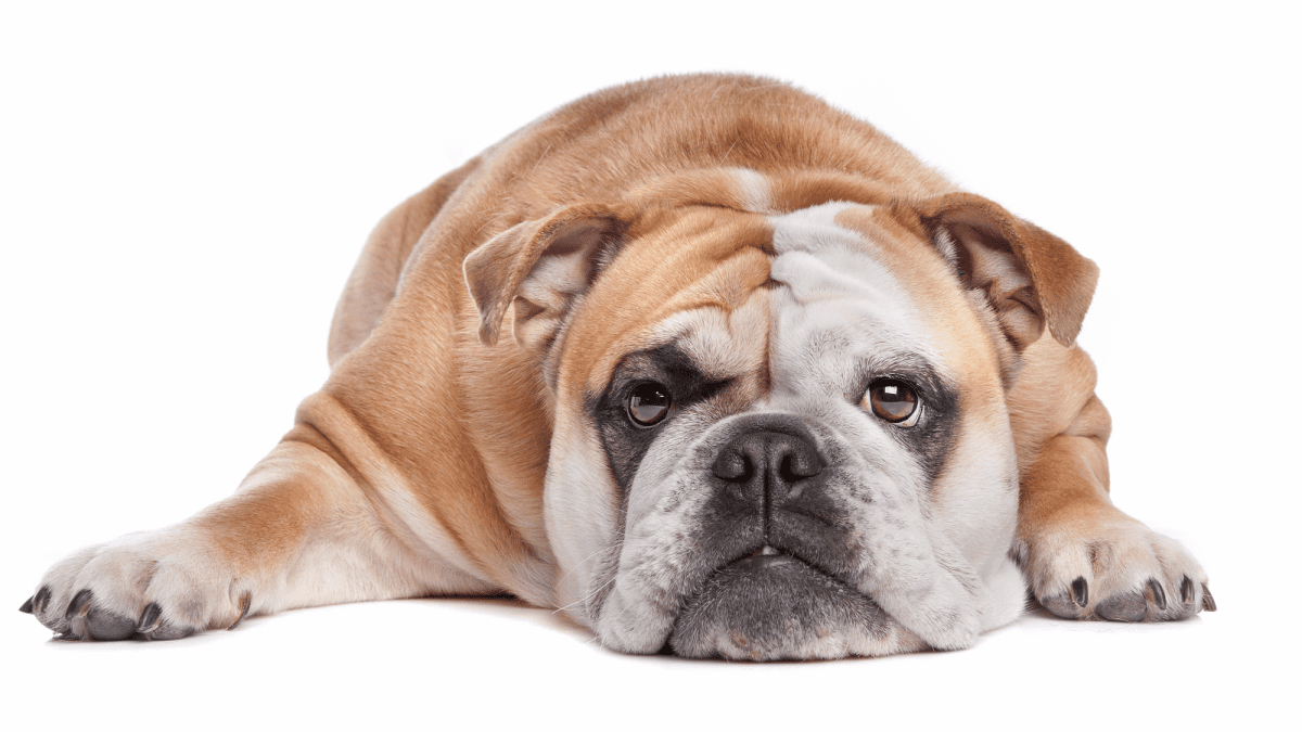 Research lays out extent of English bulldog's health issues