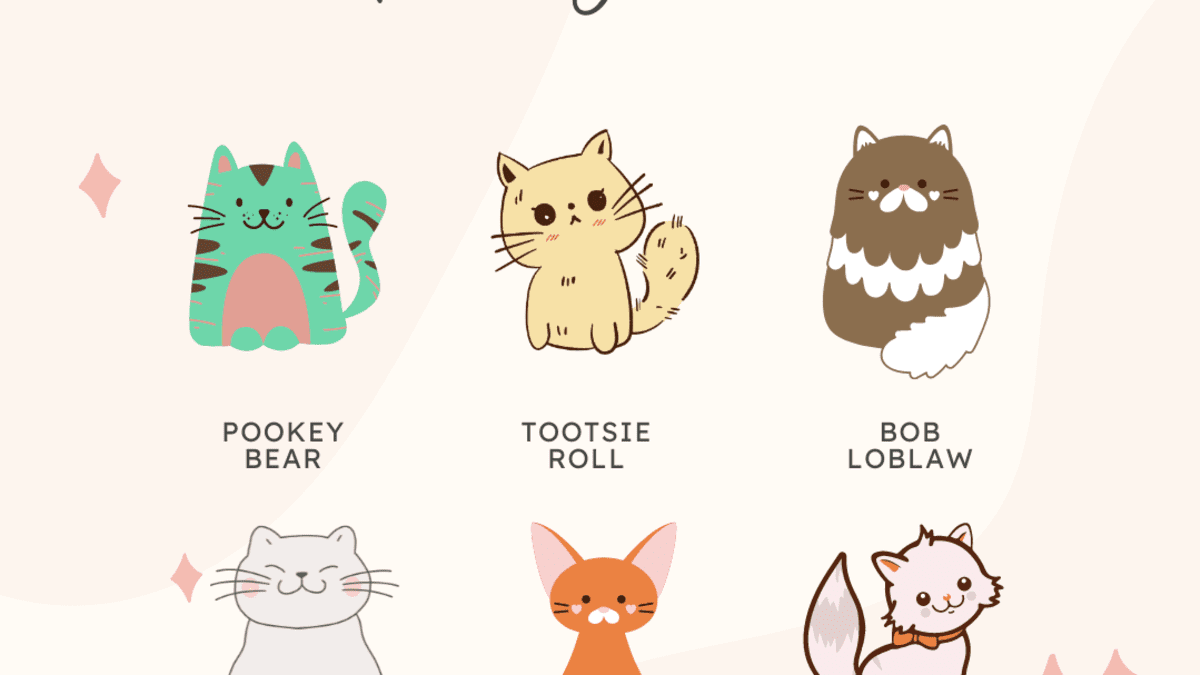 200+ Funny Names for Cats - HubPages