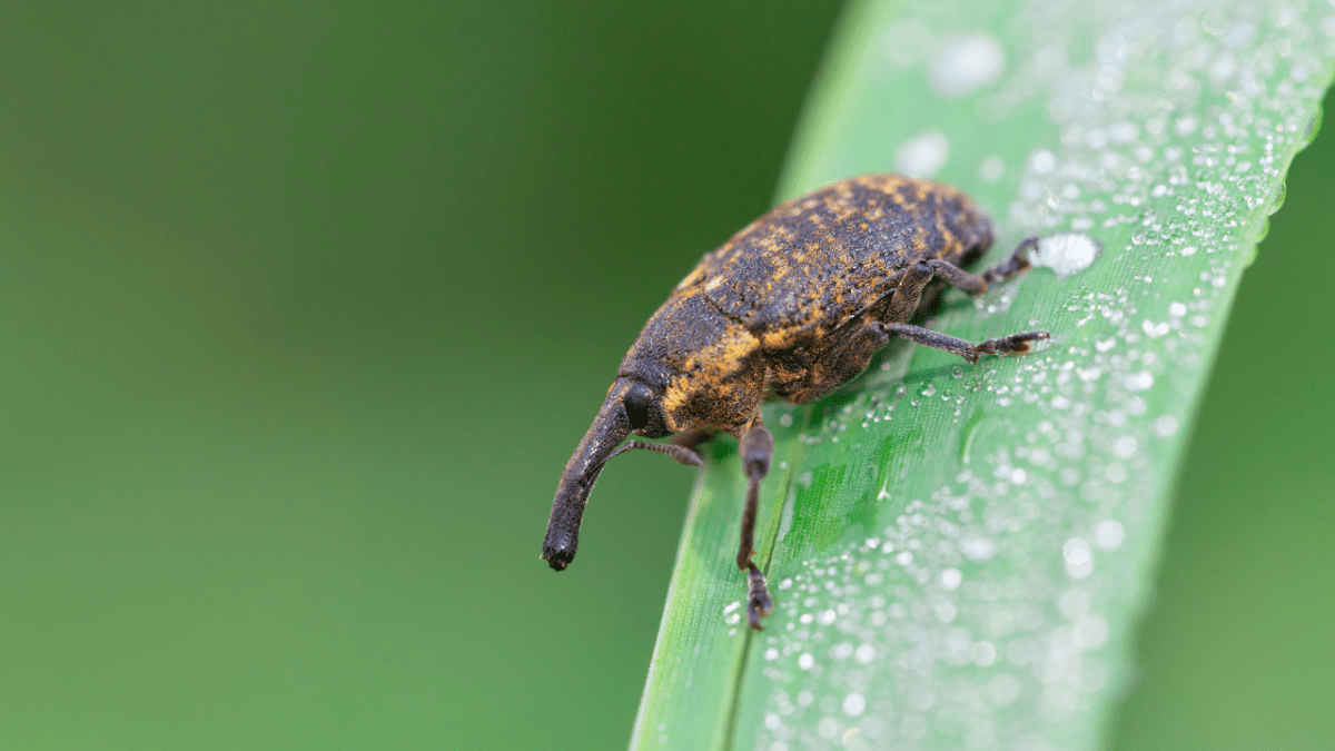 lovethegarden.com on X: In September, vine weevil grubs will be starting  to hatch. Apply BugClear™ Ultra Vine Weevil Killer to vulnerable plants,  such as fuchsias, succulents & plants in containers to give