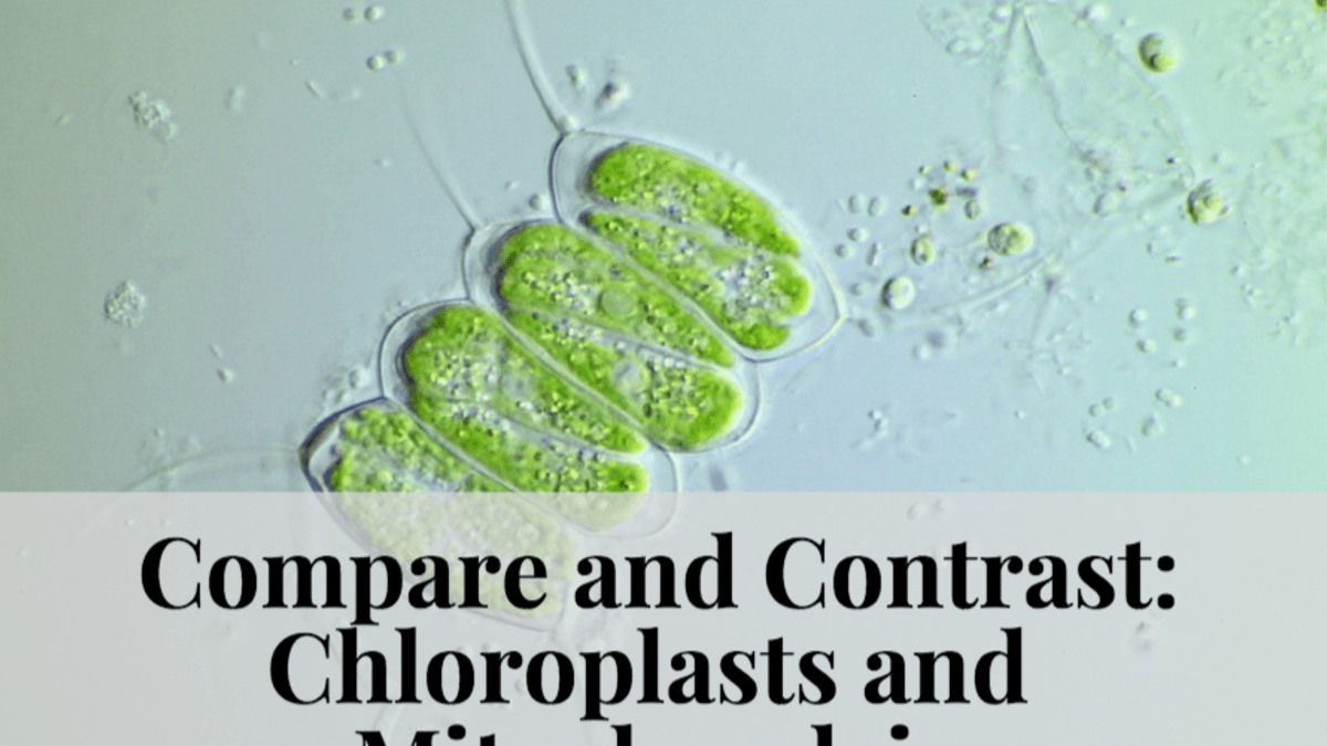 Compare And Contrast Chloroplasts And Mitochondria Owlcation