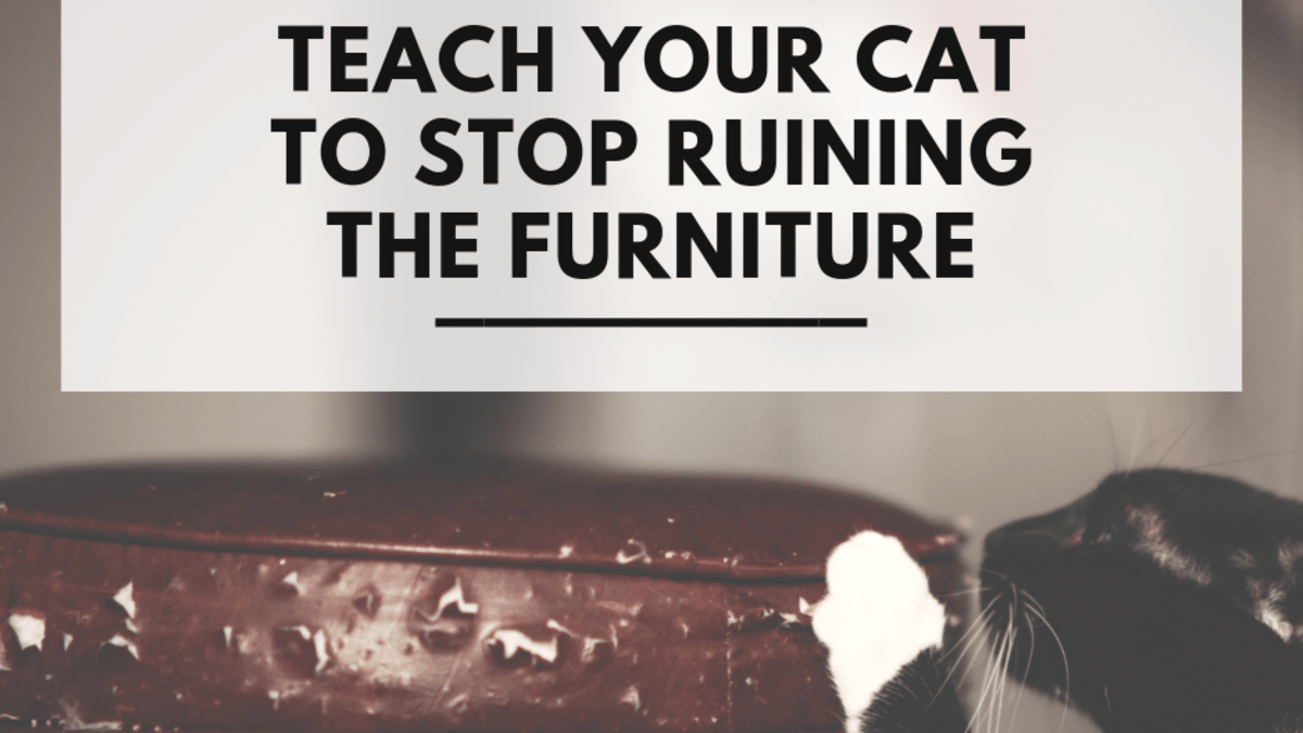 how to get your cat to stop scratching your furniture