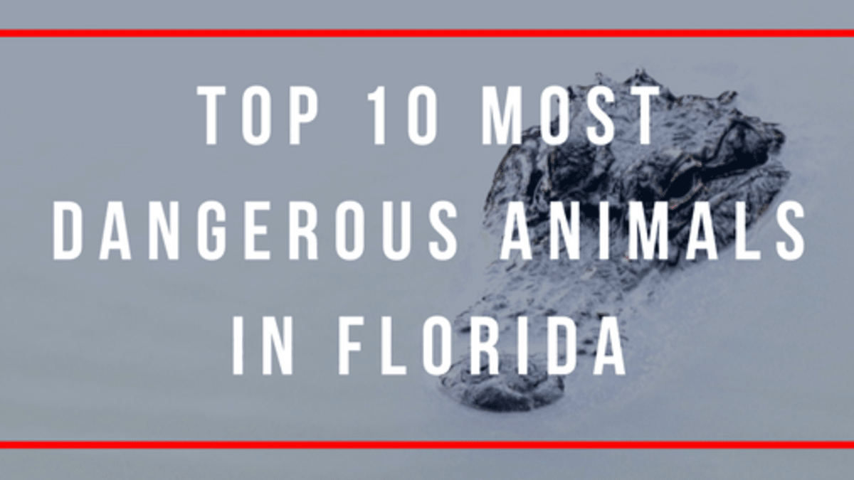 The Top 10 Most Dangerous Animals In Florida Wanderwisdom Travel