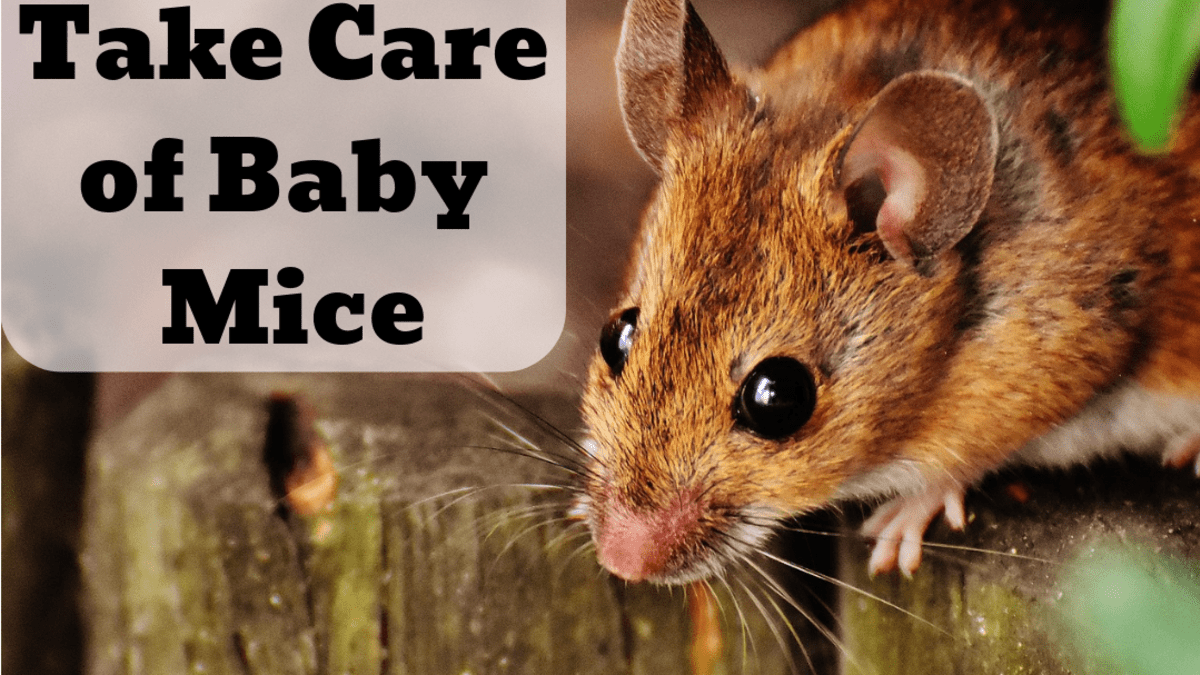 How To Care For Baby Mice Found In The Wild Pethelpful