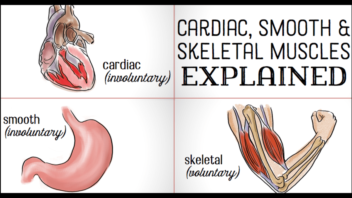 Smooth Cardiac Skeletal Muscle Diagram : Bio23 F19 S20 Complete Course