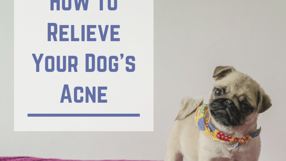 pug acne treatment