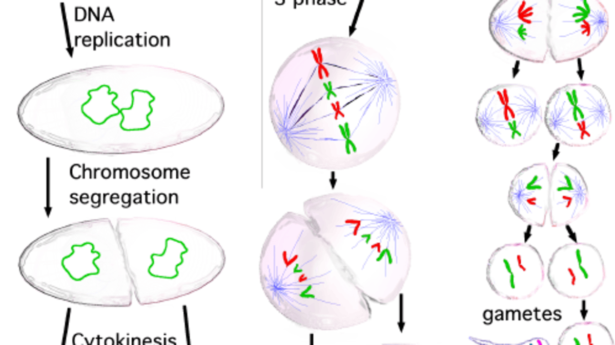 Cell Division Mitosis And Meiosis Owlcation