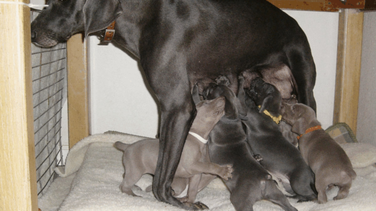 milk for mother dog