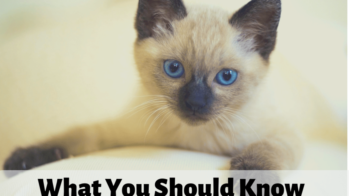 15 Best Photos How Much Is A Siamese Cat Siamese Cat Price