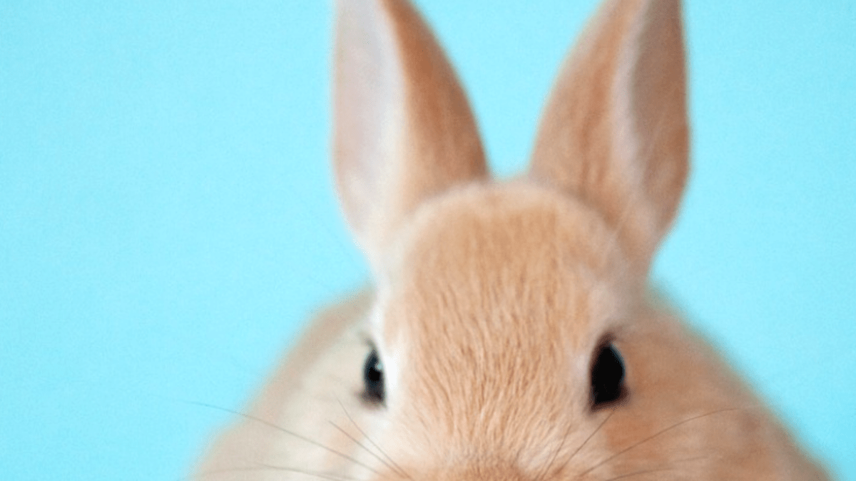 350 Bunny Names For Your Floppy Eared Friend Pethelpful By Fellow Animal Lovers And Experts 350 bunny names for your floppy eared