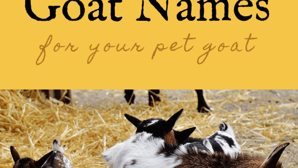 350 Pet Goat Names For Your New Goat From Angus To Waffles Pethelpful