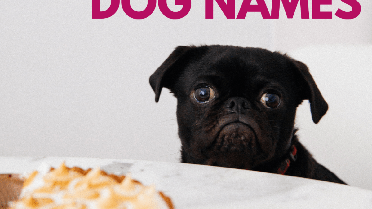  Funny Food Names For Pets The W Guide