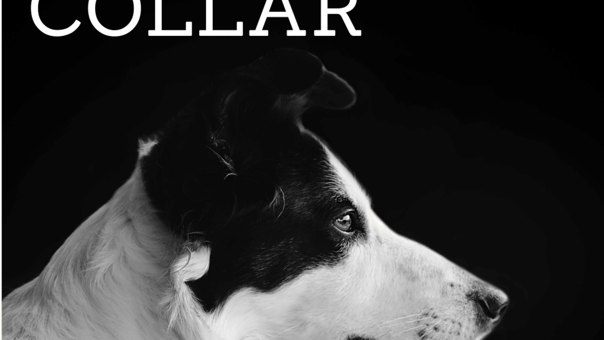 safest shock collars for dogs
