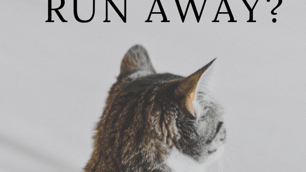 Why Do Cats Run Away and Leave Home or Not Come Back? - PetHelpful - By  fellow animal lovers and experts