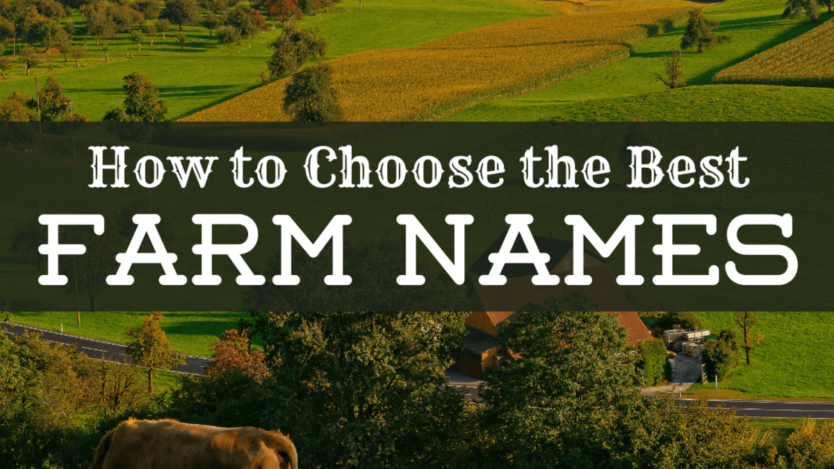 How to buy a farm in australia with no money A Guide To Choosing The Best Farm Names Toughnickel