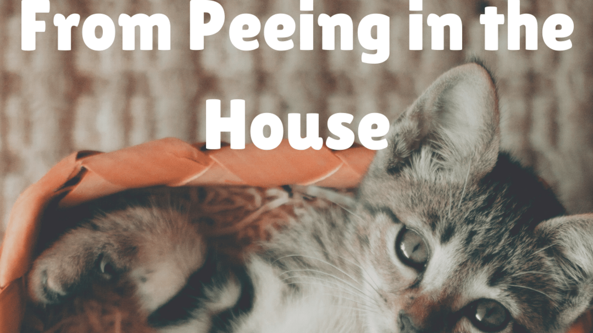 why is my 16 year old cat peeing and pooping everywhere