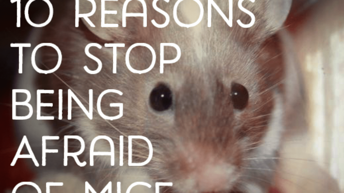 Top 10 Reasons Not To Be Scared Of Mice Pethelpful