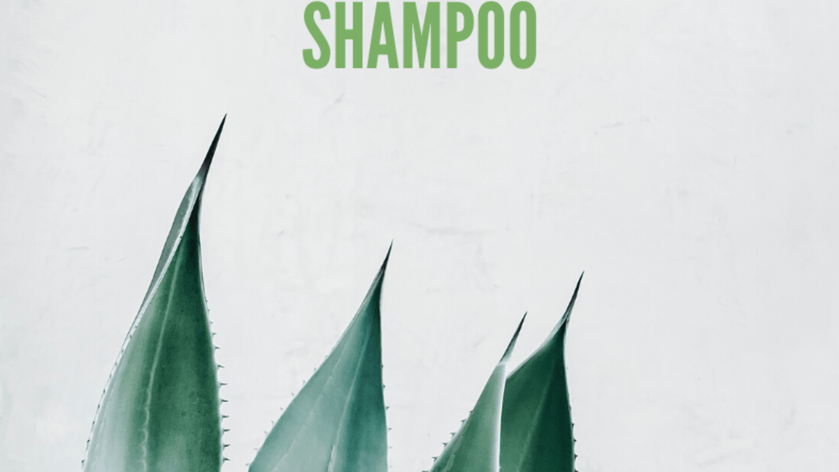 Aloe Vera Shampoo Recipe Make Your Own Aloe Shampoo Bellatory