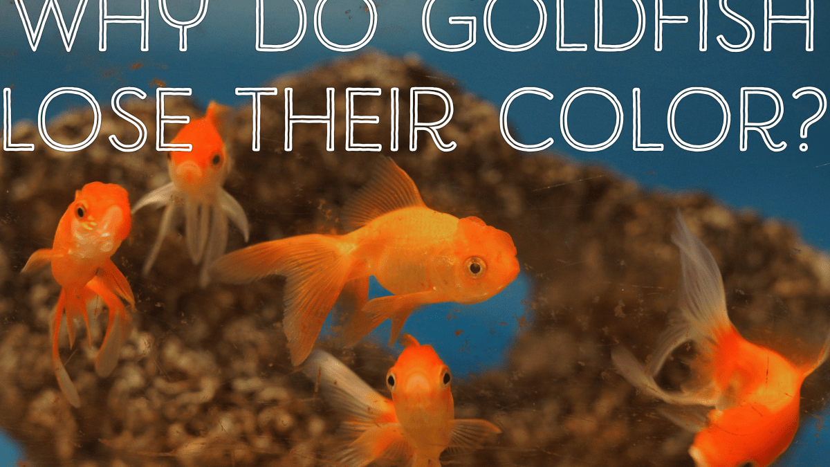 goldfish lighting