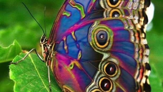 A beautiful butterfly 他8冊 絵本 本 本・音楽・ゲーム 取り寄せ