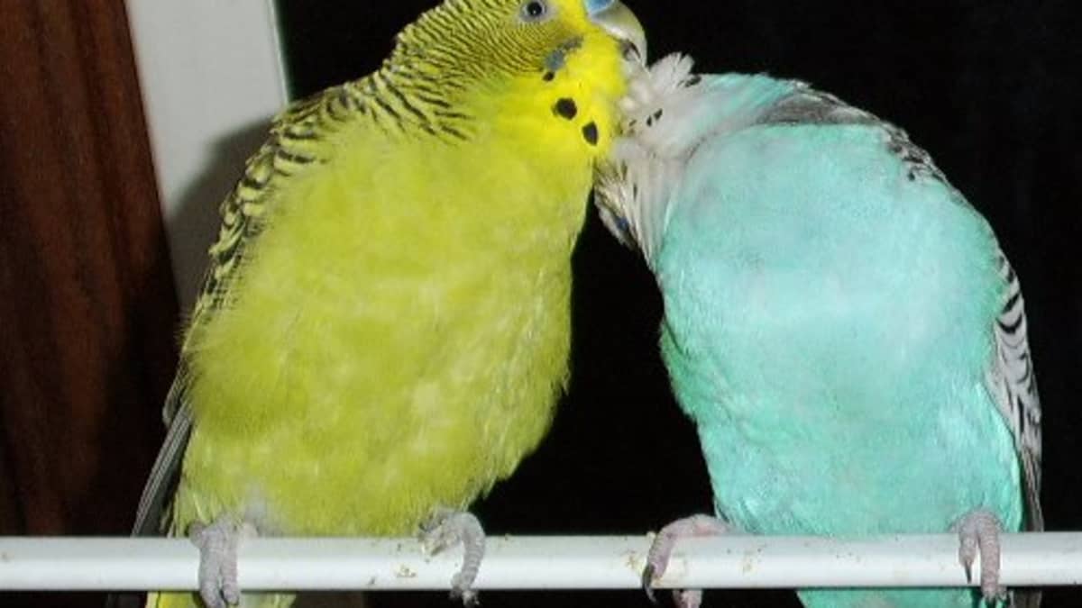 Should You Get a Budgie? - PetHelpful