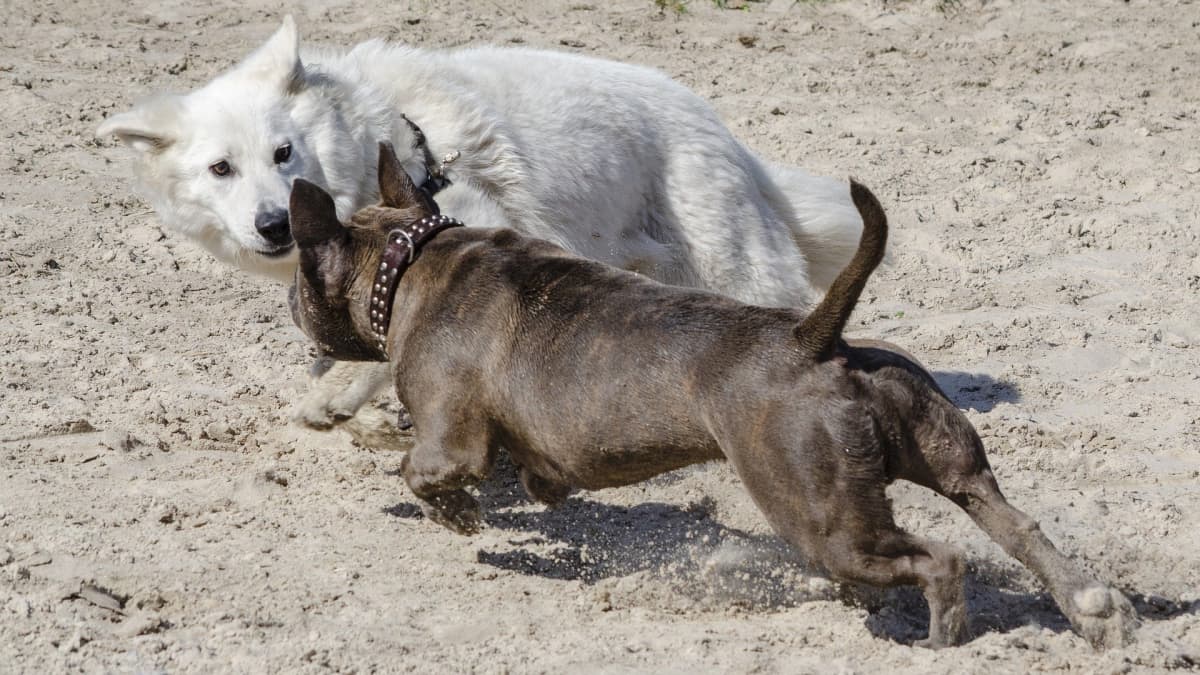 my dog lunges and barks at other dogs