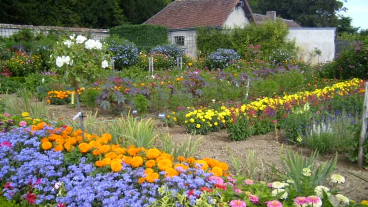 Flowers That Bloom All Year: Flower Gardens and Seasons - Dengarden