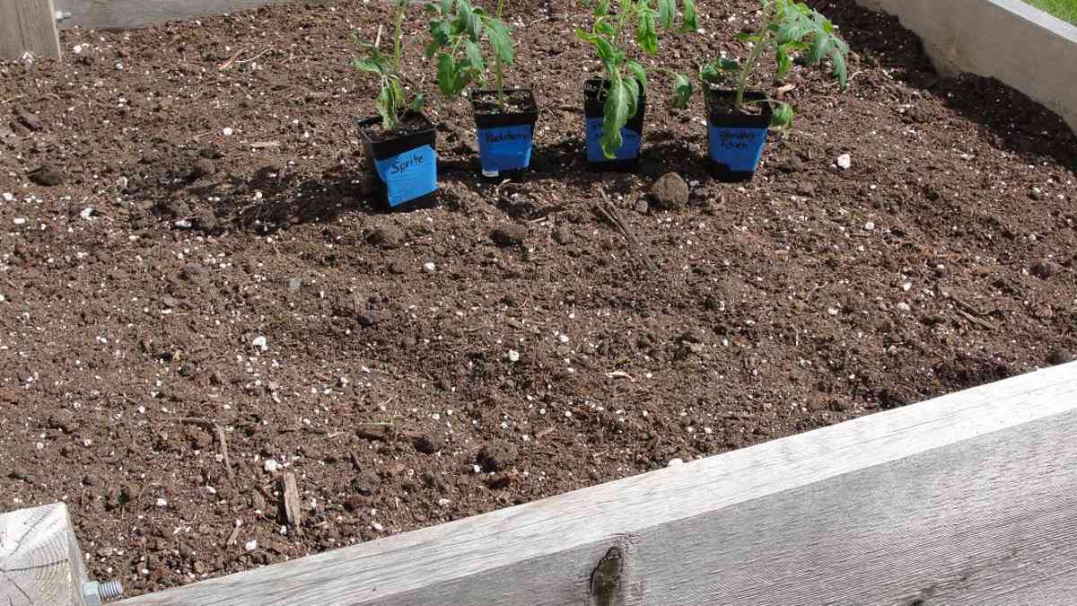Should You Use Peat Moss In Raised Garden Beds Fasci Garden